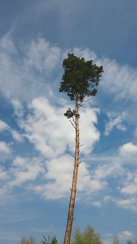 Waldweg bei Georgsmarienhütte